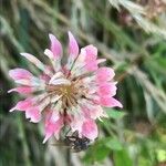 Trifolium hybridum Floare
