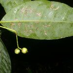 Faramea occidentalis Плод