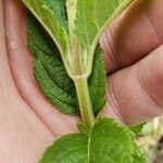 Teucrium canadense Corteccia