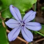 Aphyllanthes monspeliensis Blomma