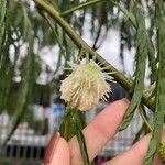 Leucaena leucocephala Virág