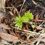 Alchemilla subcrenata Feuille