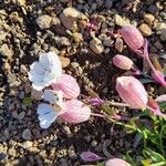 Silene uniflora Blomma