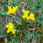 Lotus parviflorus 花