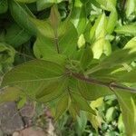 Lonicera maackii Leaf