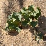 Eryngium maritimum पत्ता