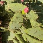 Opuntia elatior 葉