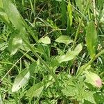 Erigeron annuus Blad