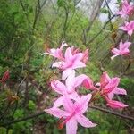 Rhododendron periclymenoides Blüte