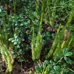 Lycopodium annotinumLeaf