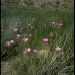 Calochortus striatus Květ