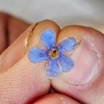 Myosotis asiatica Flor