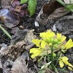 Sinapis alba Λουλούδι
