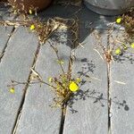 Calceolaria tripartita Virág