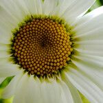 Leucanthemum maximum 花