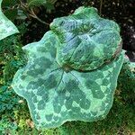 Podophyllum cv. 'Kaleidoscope' Leaf