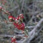 Anabasis articulata Leaf