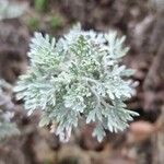 Artemisia absinthium पत्ता