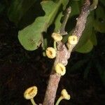 Hedycarya cupulata 樹皮