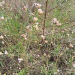 Petrorhagia prolifera 形態