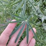 Lupinus angustifolius Leaf