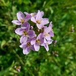 Cardamine raphanifoliaKvet