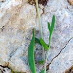 Anthyllis vulneraria Habit