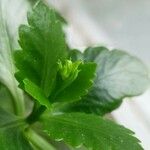 Kalanchoe crenata Leaf