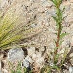 Oenothera indecora Costuma