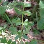 Laserpitium gallicum Feuille