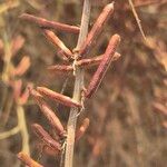 Indigofera arrecta Fruto