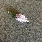 Melaleuca decussata Fleur