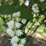 Deutzia gracilisΛουλούδι