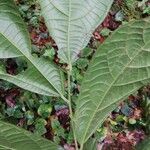 Grewia barteri Leaf