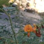 Colutea orientalis Fleur