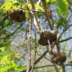 Ungnadia speciosa Fruit