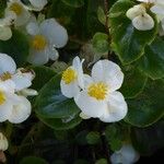 Begonia cucullata Virág