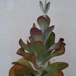 Kalanchoe tetraphylla Frunză