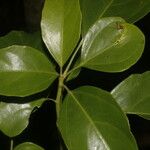 Dendropanax arboreus Hoja