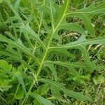 Silphium laciniatum Leaf