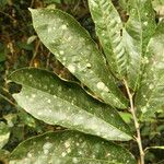 Isolona hexaloba Hoja
