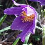 Anemone pulsatilla Квітка