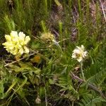 Oxytropis pilosa Květ