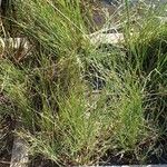 Juncus subnodulosus 整株植物