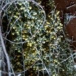 Artemisia absinthium अन्य