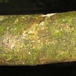 Pradosia ptychandra Bark