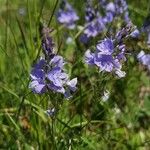 Veronica prostrata Blüte