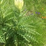 Cirsium spinosissimum Habit