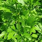 Thalictrum flavum Leaf