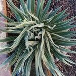 Echium wildpretii Blad